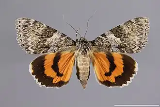 Catocala semirelicta