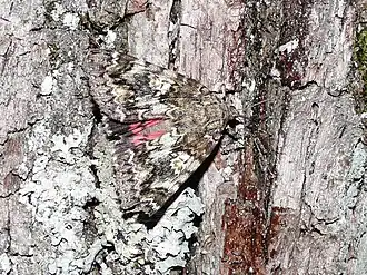 Karmozijnrood weeskind