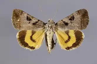 Catocala whitneyi