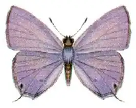 Catochrysops panormus