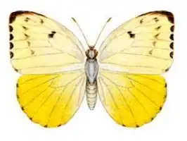 Catopsilia gorgophone