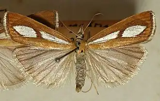 Catoptria conchella