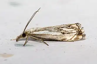 Catoptria falsella
