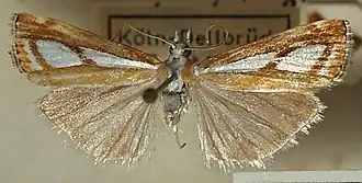 Catoptria osthelderi