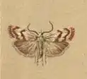 Catoptria luctiferella