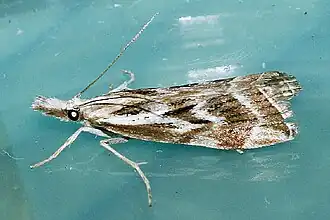 Catoptria oregonicus