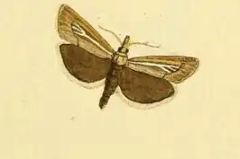 Catoptria petrificella