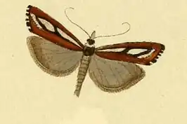 Catoptria speculalis