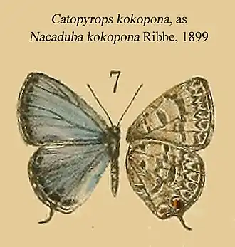Catopyrops kokopona