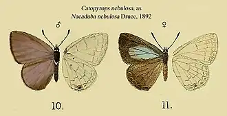 Catopyrops nebulosa