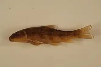 Catostomus rimiculus
