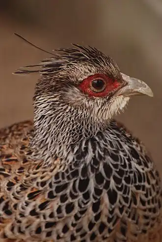 Hen