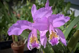 Cattleya mossiae