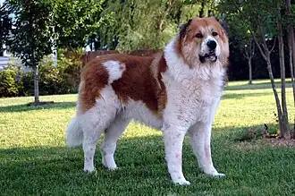 Kaukasische owcharka