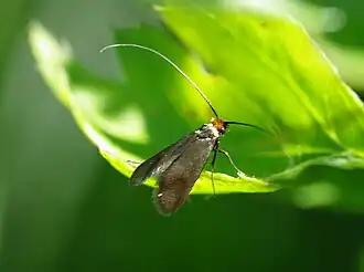 Cauchas rufifrontella