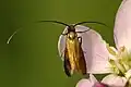 Nemophora metallica
