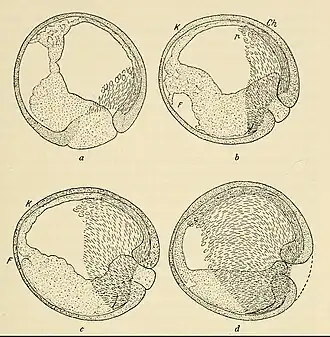 Instulping en mesodermvorming bij salamanders