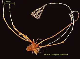 Caulibugula californica