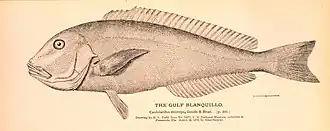 Caulolatilus microps