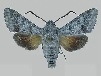Cautethia exuma