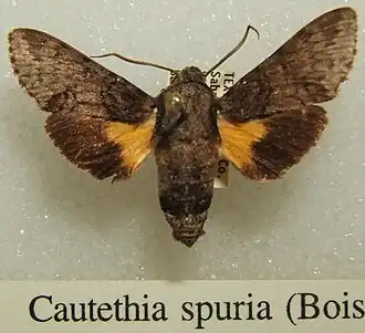 Cautethia spuria