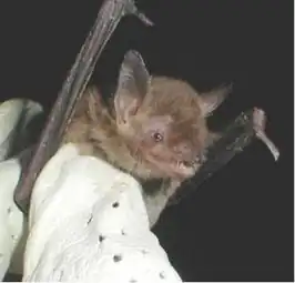 Myotis velifer
