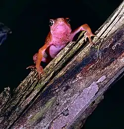 Atelopus flavescens in Mont Grand Matoury