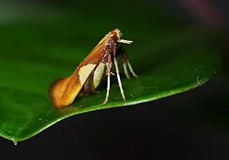 Caloptilia cecidophora