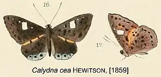 Calydna cea