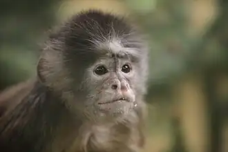 Witvoorhoofdkapucijnaap