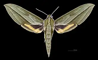 Cechenena pollux ♀