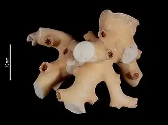 Cecidocarcinus zibrowii