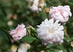 'Mademoiselle Cécile Brünner' (Ducher, voor 1880)