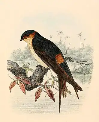 Afrikaanse roodstuitzwaluw