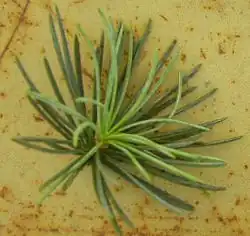 Kortlot met een groepje naalden