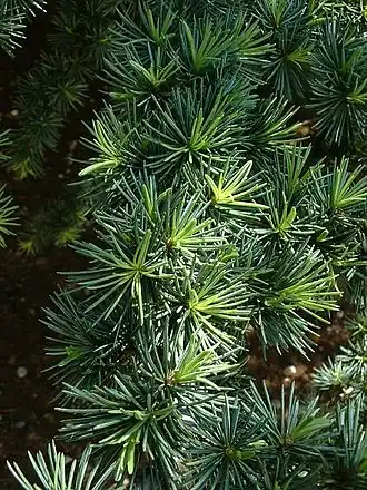 Naalden van Atlasceder