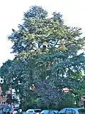 Blauwe ceder (Cedrus atlantica)