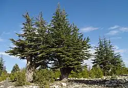 Libanonceders in Turkije missen vaak de karakteristieke etalagevormige kroon