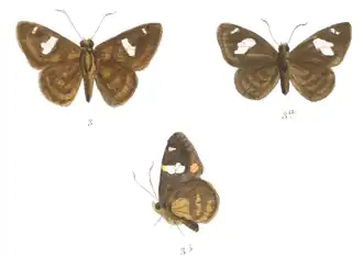 Celaenorrhinus asmara