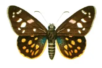 Celaenorrhinus aspersa