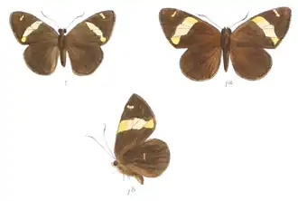 Celaenorrhinus aurivittata