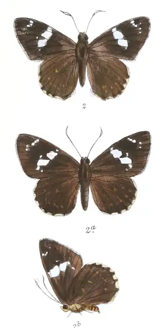 Celaenorrhinus munda