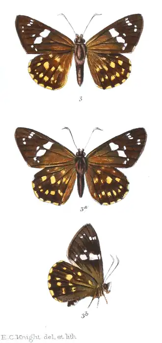 Celaenorrhinus plagifera