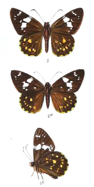 Celaenorrhinus pyrrha