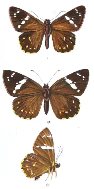 Celaenorrhinus sumitra