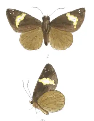 Celaenorrhinus zea