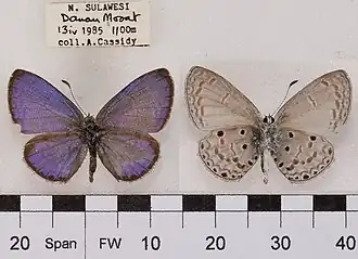 Celastrina lavendularis