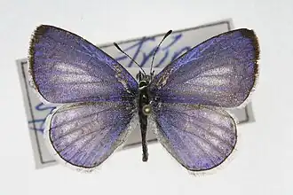Celastrina gozora
