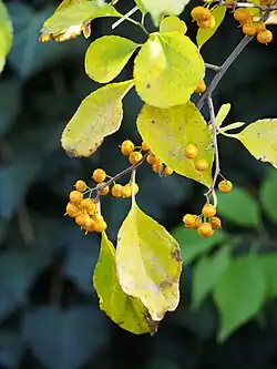 Celastrus hypoleucus