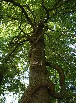 Boomwurger in een boom